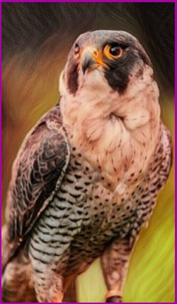 Meanings for your Spirit Animal Guides with The Falcon Animal Spirit