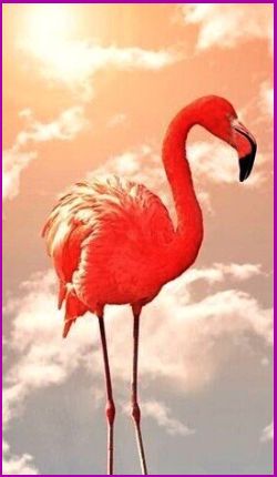 Meanings for your Spirit Animal Guides with The Flamingo Animal Spirit