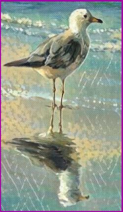 Seagull spiritual meaning